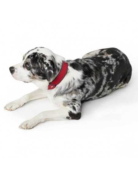 hunter collar softie rojo