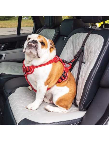 kong cinturon travl ultimate safety