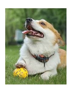 bloom pelota colores 2