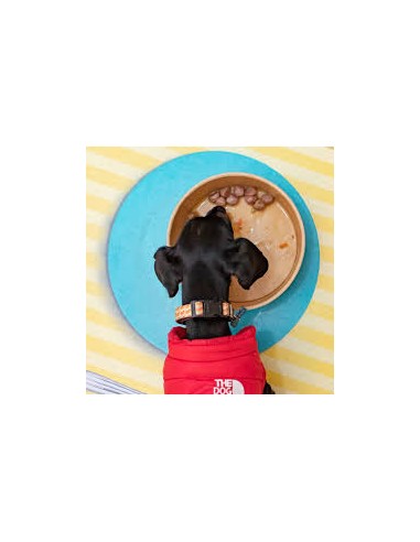 harper and bone albóndigas ocean wonders perro...