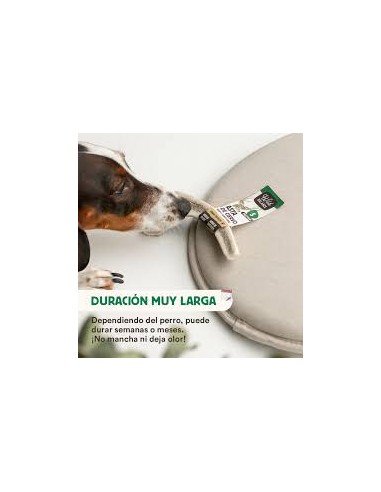 wild balance asta de ciervo